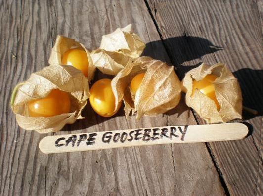 Photo of Cape Gooseberry (Physalis peruviana) uploaded by vic