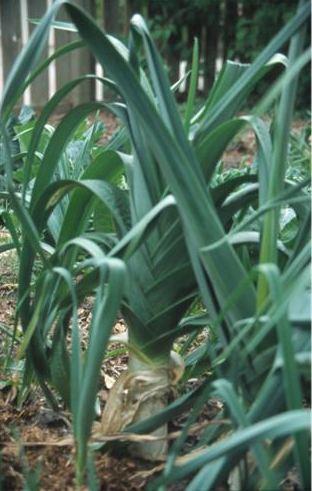 Photo of Leek (Allium ampeloprasum 'Durabel') uploaded by vic
