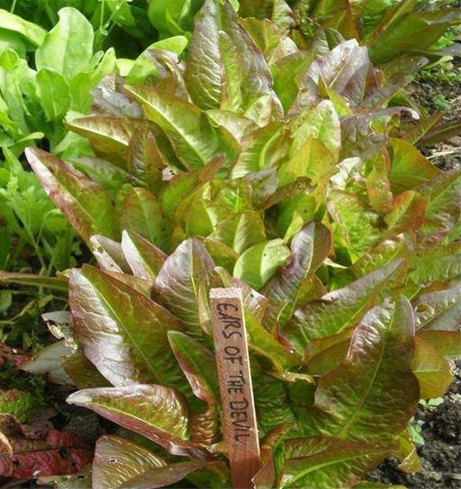 Photo of Lettuce (Lactuca 'Ears of the Devil') uploaded by vic