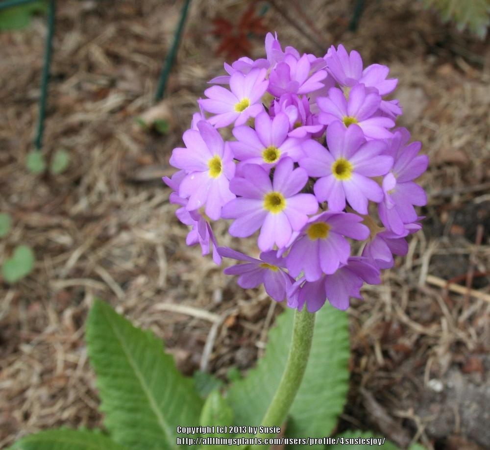 Photo of Drumstick Primrose (Primula denticulata) uploaded by 4susiesjoy