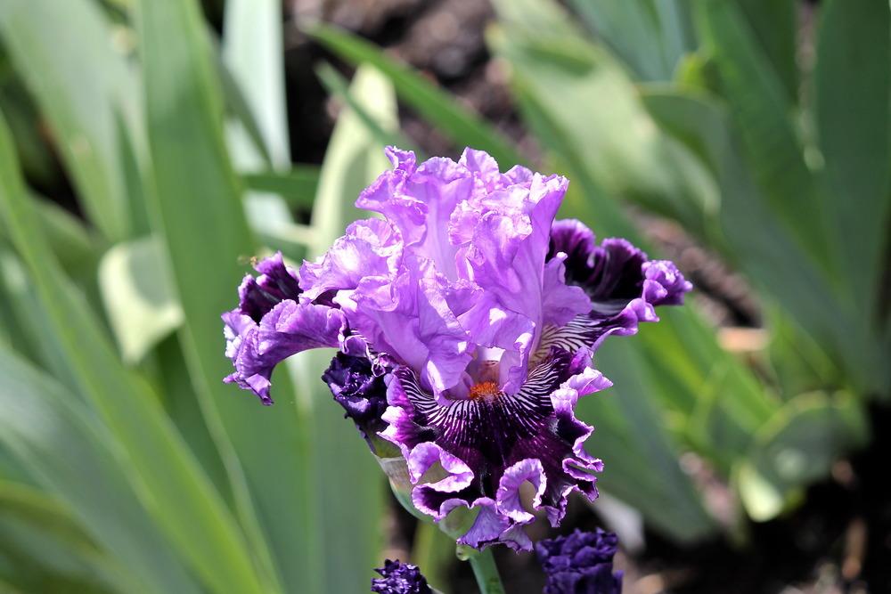 Photo of Tall Bearded Iris (Iris 'By Jeeves') uploaded by ARUBA1334