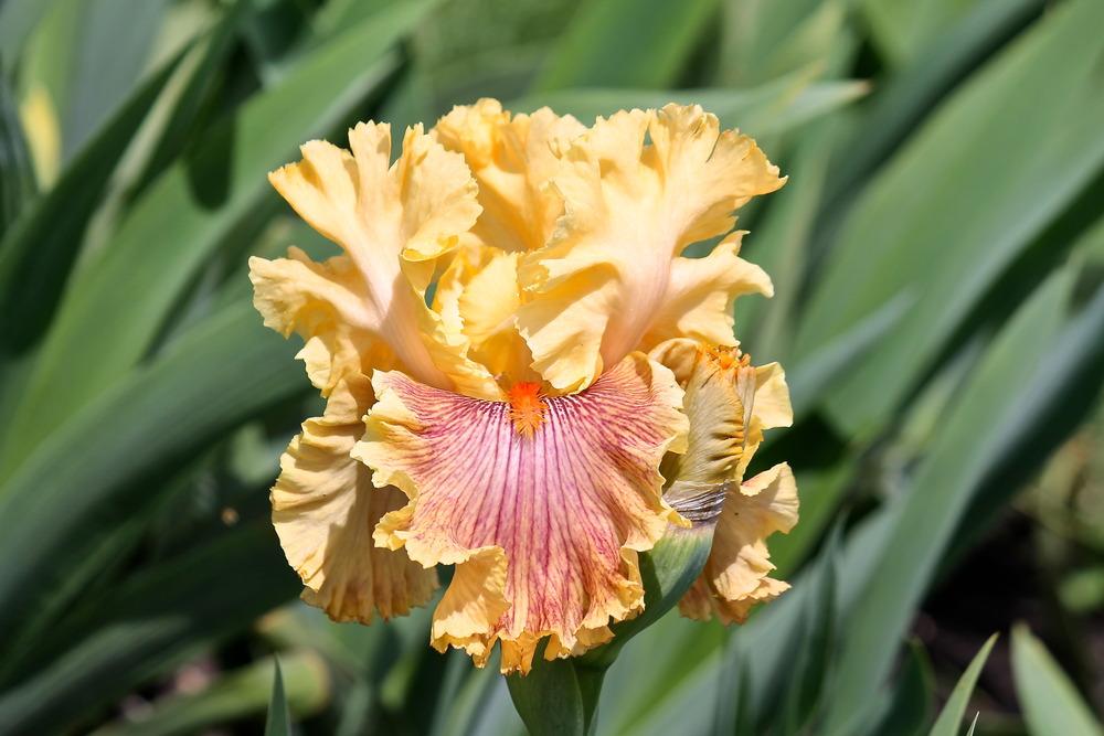 Photo of Tall Bearded Iris (Iris 'Jeanne Clay Plank') uploaded by ARUBA1334