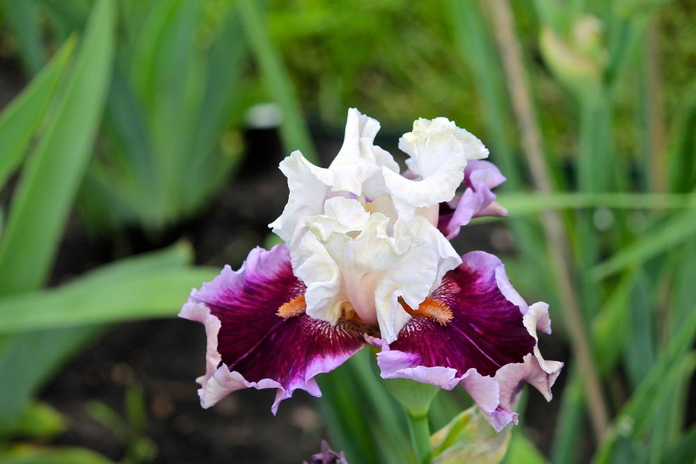 Photo of Tall Bearded Iris (Iris 'Strawberry Freeze') uploaded by ARUBA1334