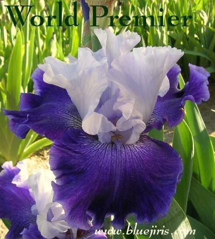Photo of Tall Bearded Iris (Iris 'World Premier') uploaded by Calif_Sue