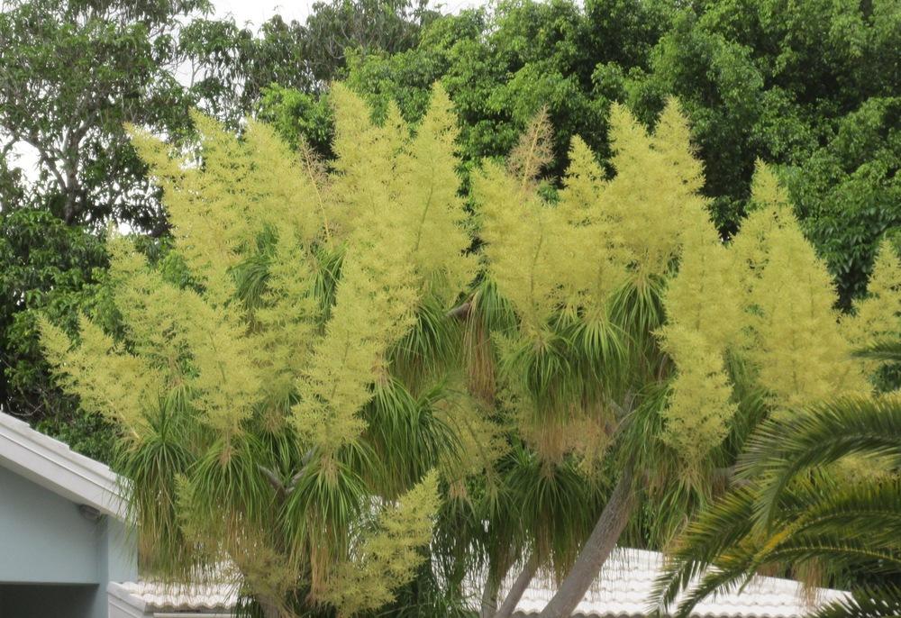 Photo of Ponytail Palm (Beaucarnea recurvata) uploaded by Dutchlady1