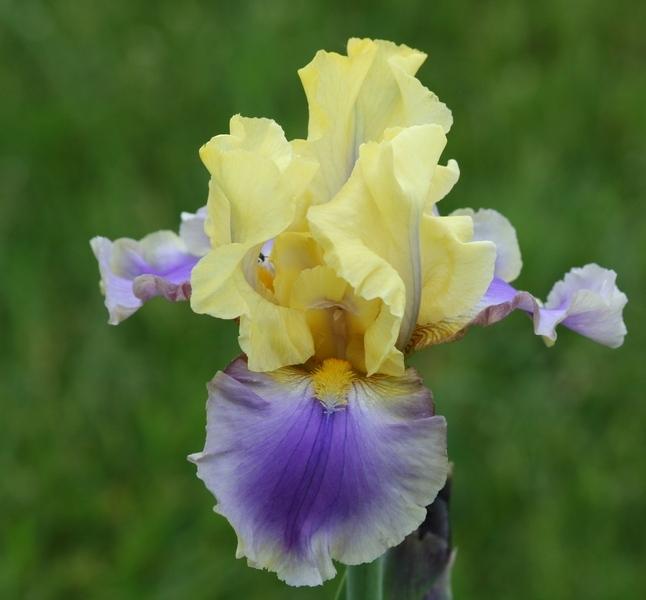 Photo of Tall Bearded Iris (Iris 'Carter Spring') uploaded by JuliaNY