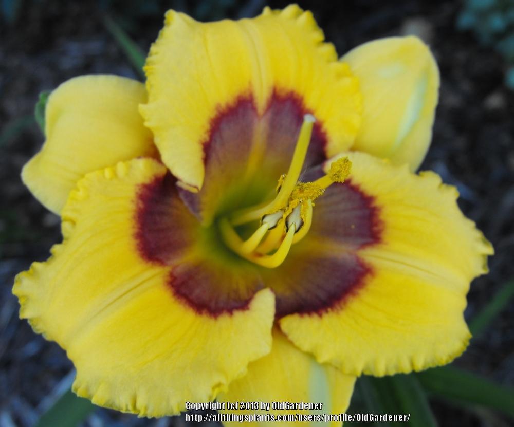 Photo of Daylily (Hemerocallis 'Bertie') uploaded by OldGardener