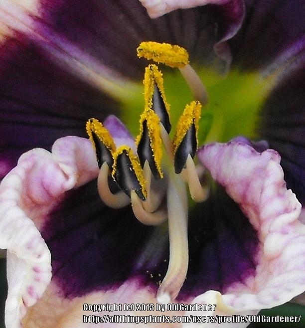 Photo of Daylily (Hemerocallis 'Big Eyed Butterfly') uploaded by OldGardener