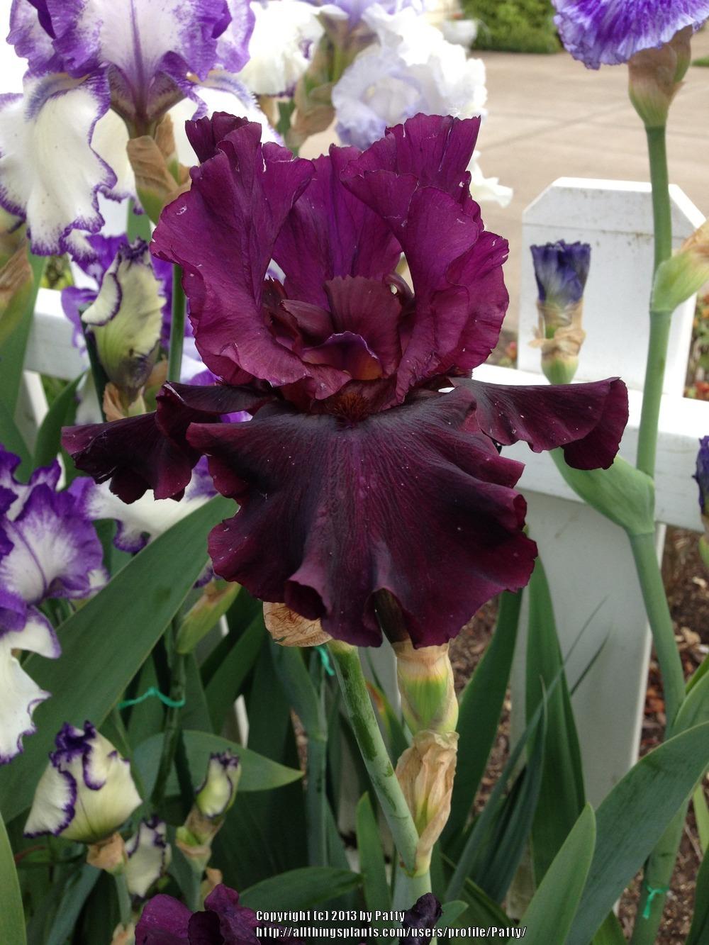 Photo of Tall Bearded Iris (Iris 'Silken Trim') uploaded by Patty