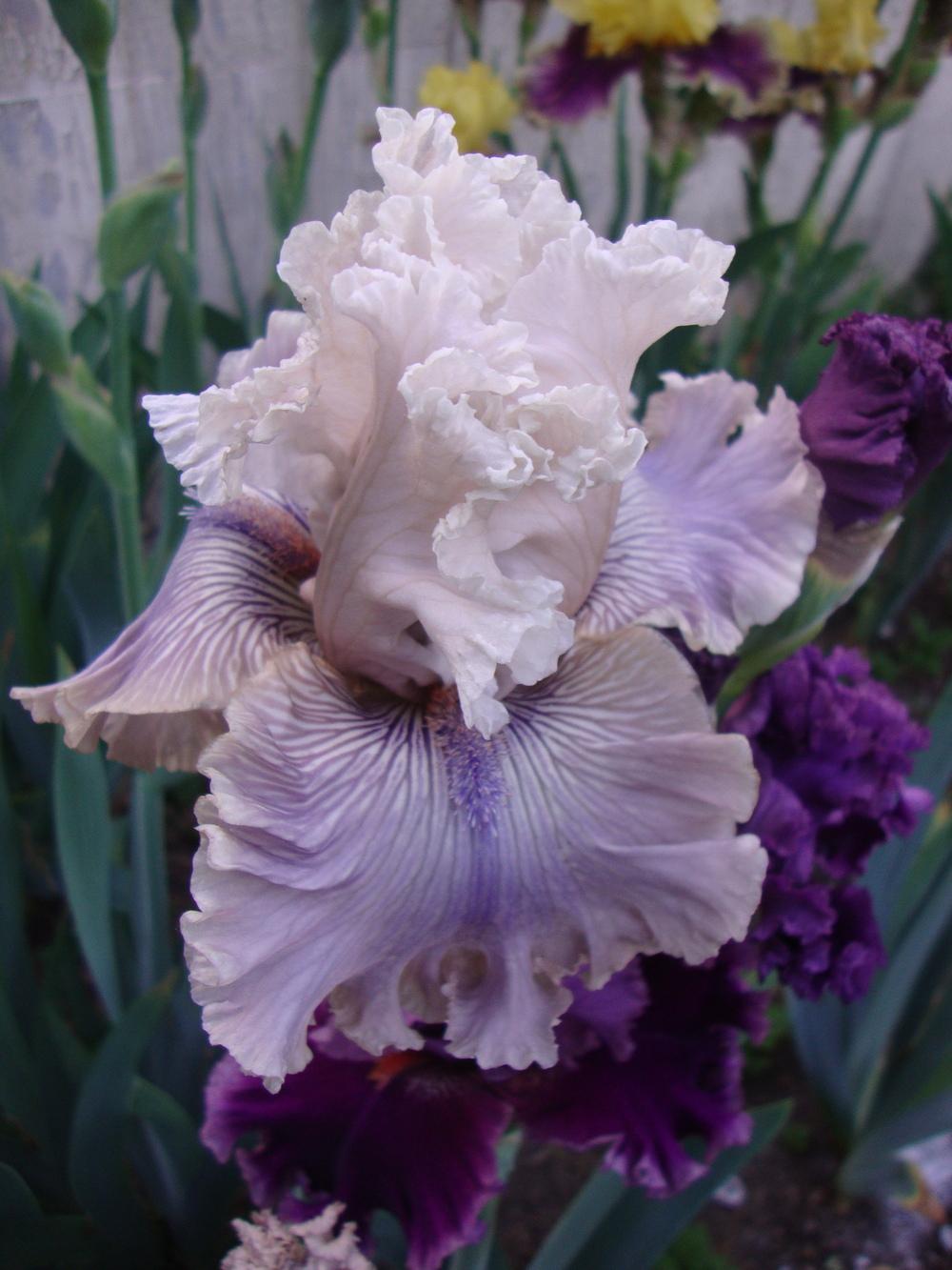 Photo of Tall Bearded Iris (Iris 'Haunted Heart') uploaded by Paul2032