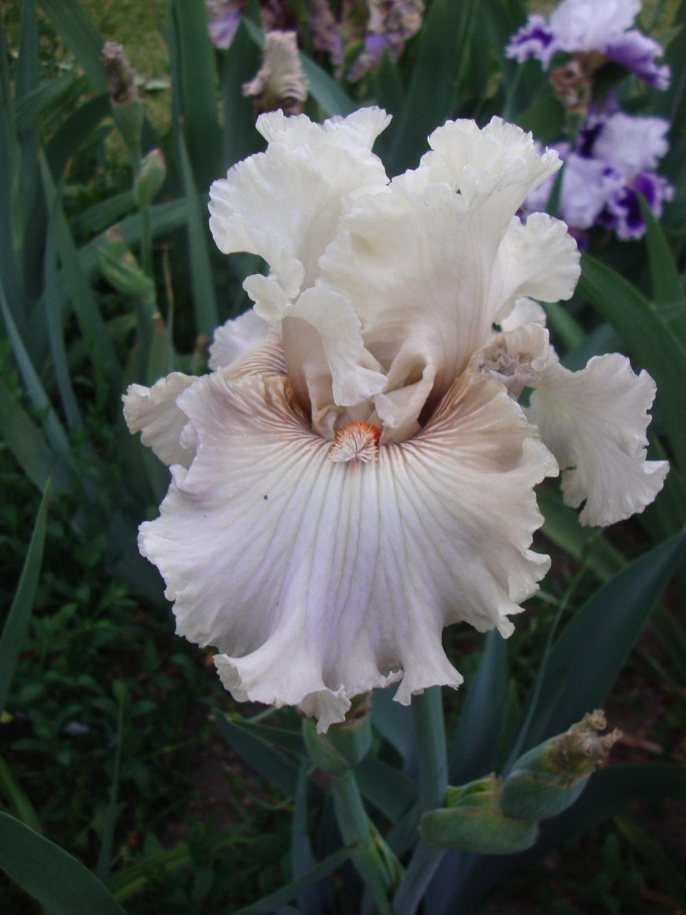 Photo of Tall Bearded Iris (Iris 'Ghost Writer') uploaded by Paul2032
