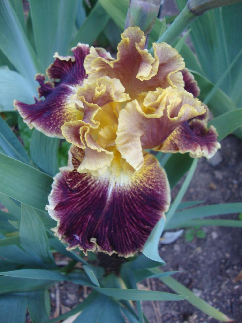 Photo of Tall Bearded Iris (Iris 'Volcanic Glow') uploaded by Paul2032