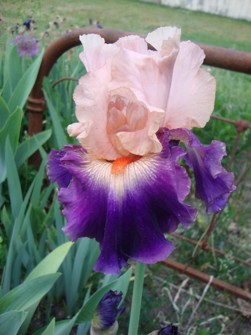Photo of Tall Bearded Iris (Iris 'Gitano') uploaded by Paul2032