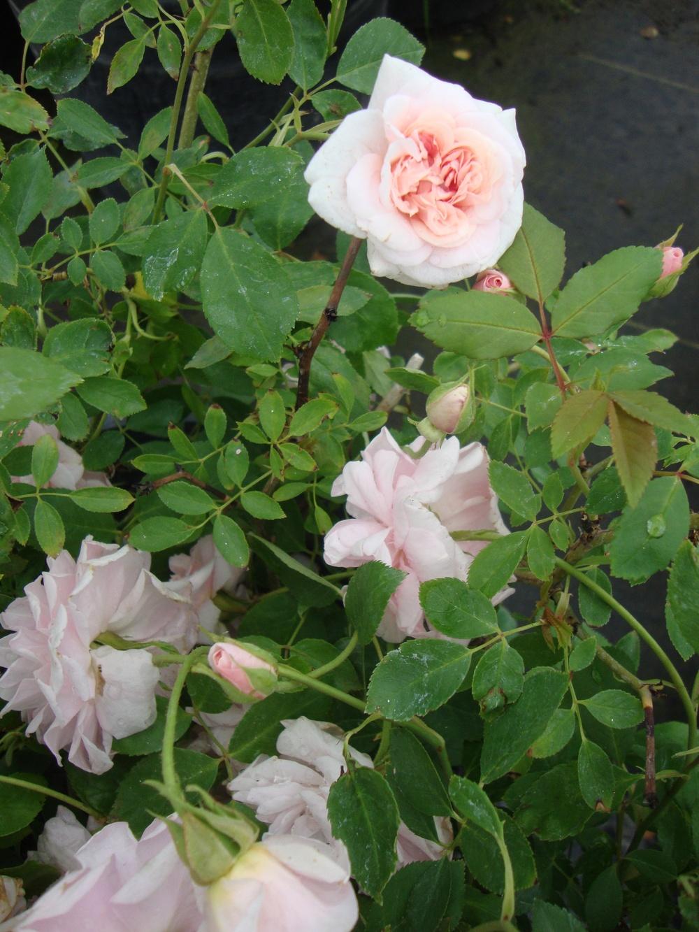 Photo of Polyantha Rose (Rosa 'Cecile Brunner') uploaded by Paul2032