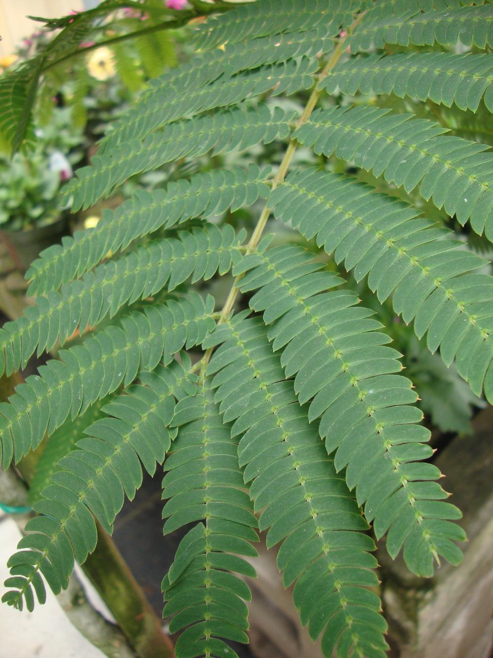 Photo of Mimosa Tree (Albizia julibrissin) uploaded by Paul2032