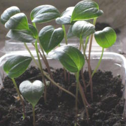 Location: Calgary
Date: 2013-04-16
Seedlings of Arisaema flavum abbreviatum. Started March 16, 2013.