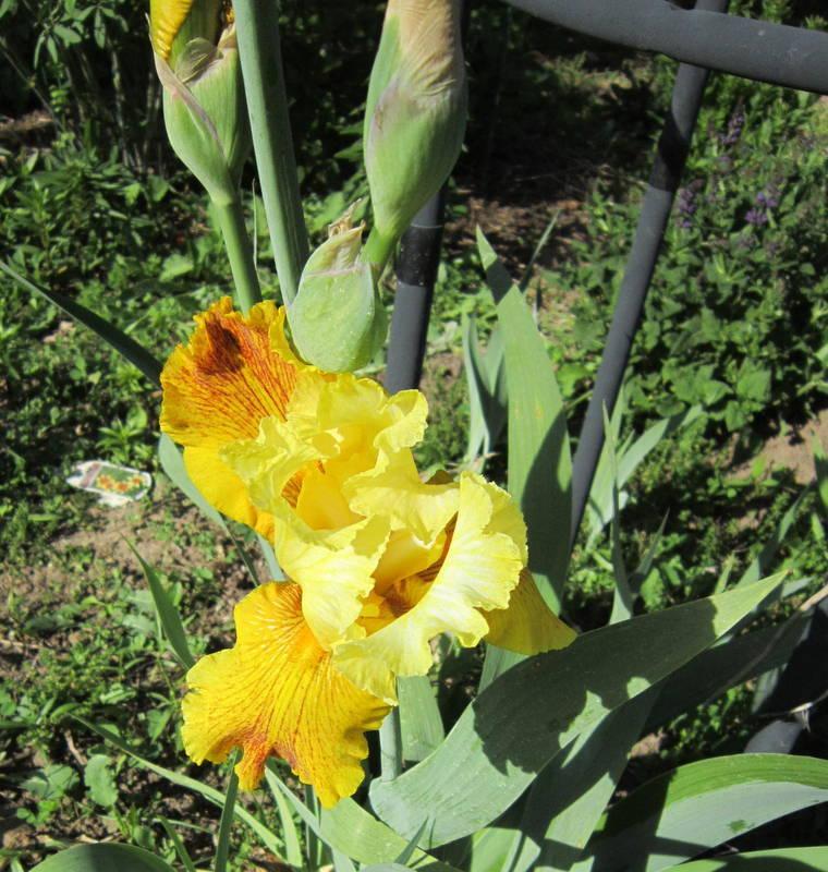 Photo of Tall Bearded Iris (Iris 'City of Gold') uploaded by ge1836