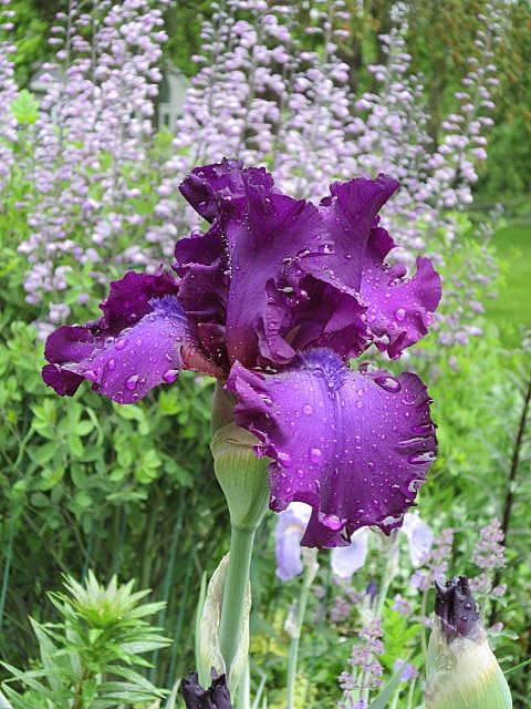 Photo of Tall Bearded Iris (Iris 'Gypsy Romance') uploaded by ge1836