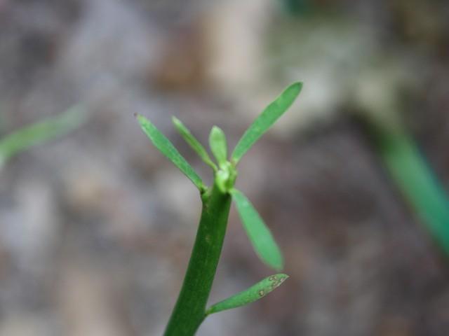 Photo of Pencil Tree (Euphorbia tirucalli) uploaded by gingin