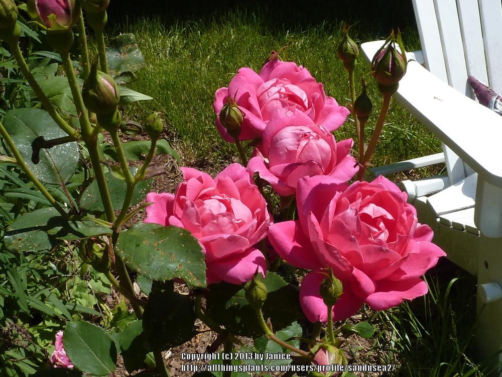 Photo of Rose (Rosa 'Pink Double Knock Out') uploaded by sandnsea2
