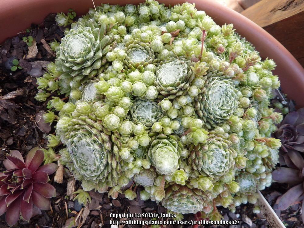 Photo of Hen and Chicks (Sempervivum 'Silver Cup') uploaded by sandnsea2