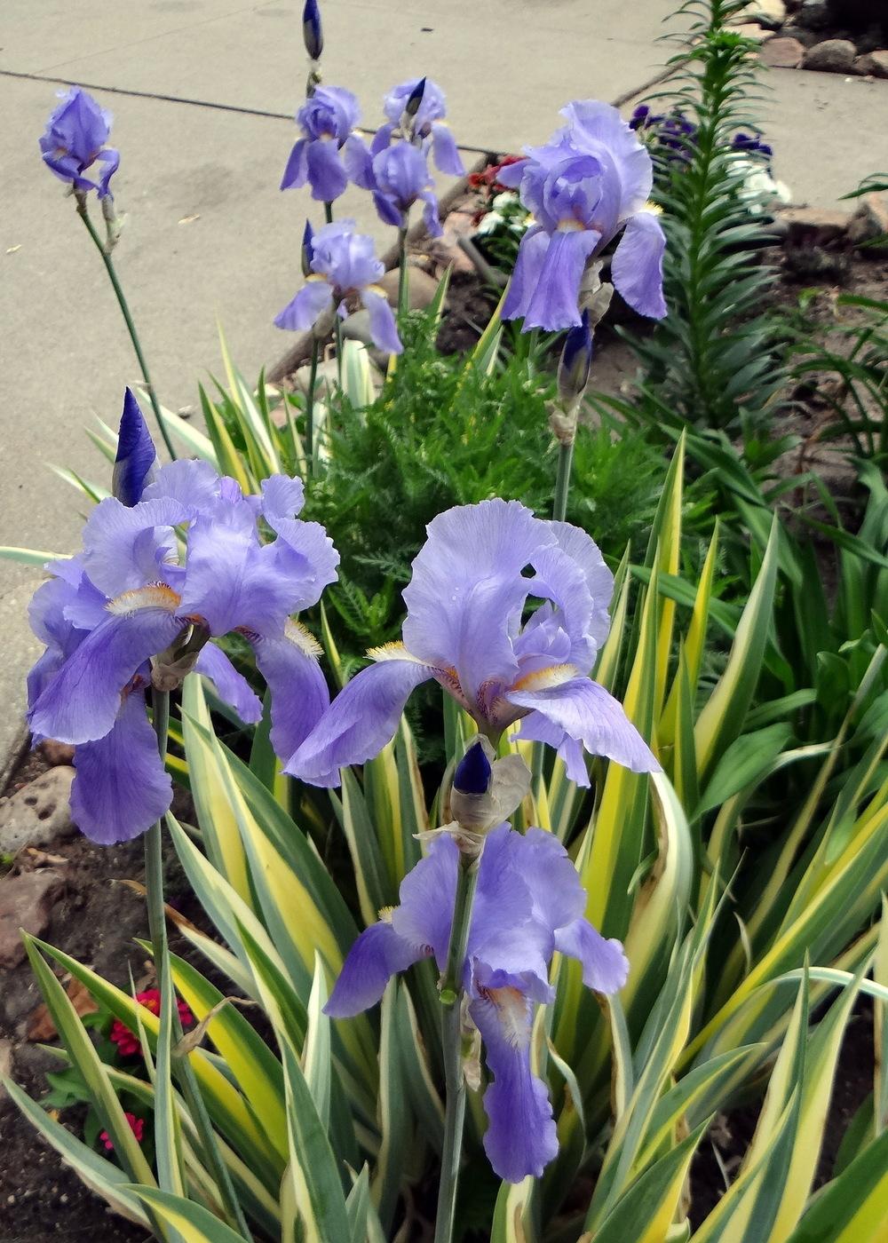 Photo of Species Iris (Iris pallida) uploaded by stilldew