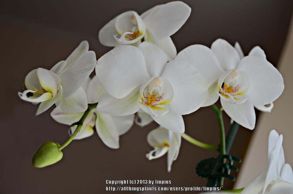 Photo of Moth Orchid (Phalaenopsis) uploaded by tinpins