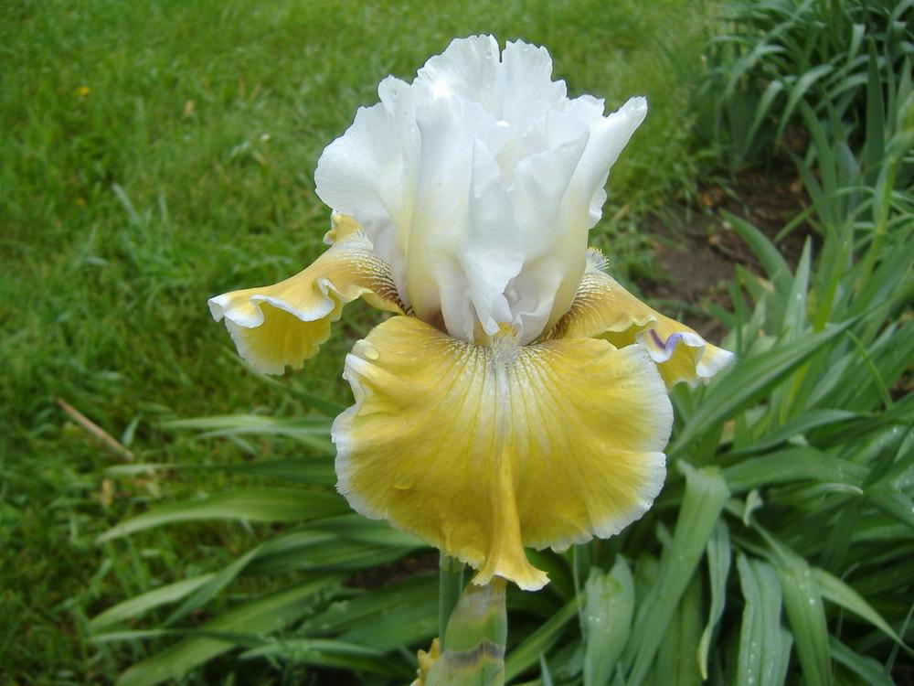Photo of Tall Bearded Iris (Iris 'Sofia') uploaded by tveguy3