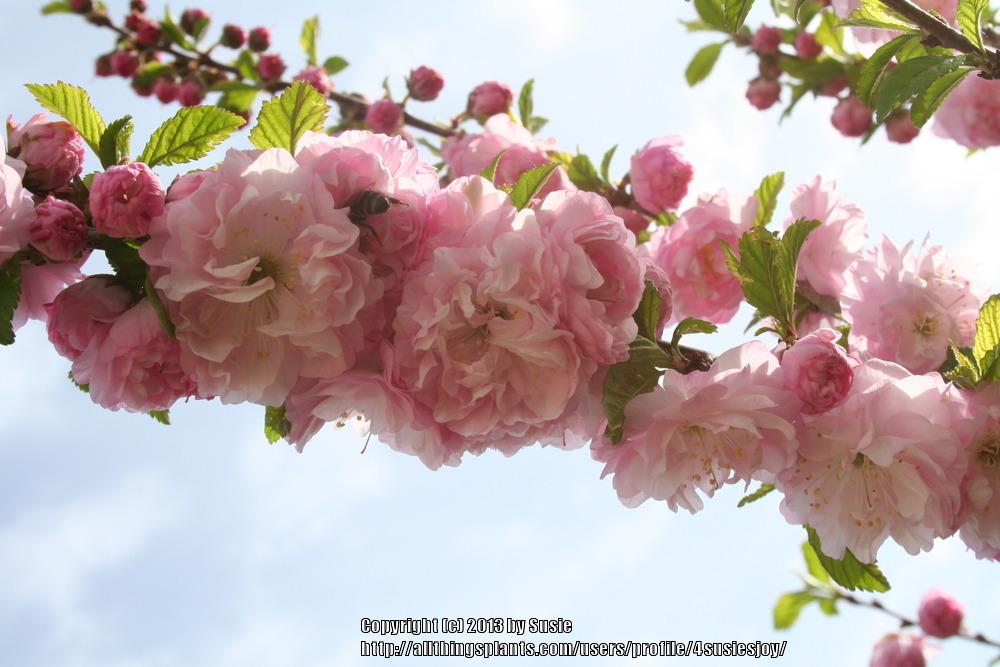 Photo of Flowering Almond (Prunus triloba) uploaded by 4susiesjoy