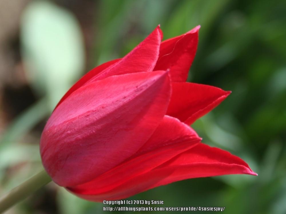 Photo of Lily-Flowered Tulip (Tulipa 'Red Shine') uploaded by 4susiesjoy