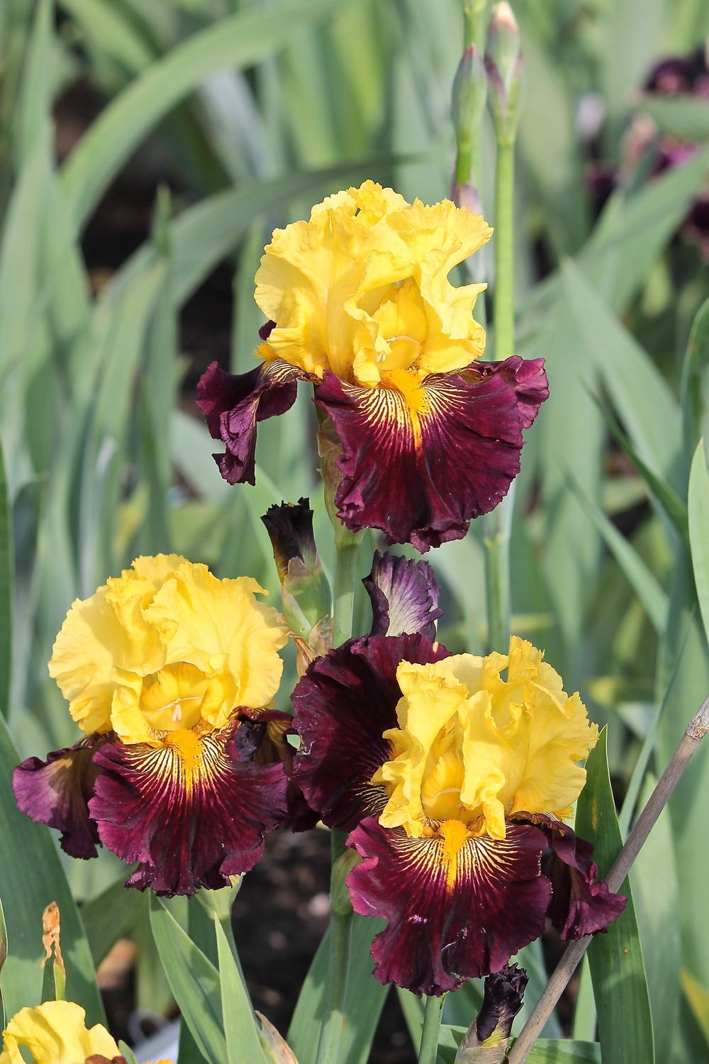 Photo of Tall Bearded Iris (Iris 'Pirate Ahoy') uploaded by ARUBA1334