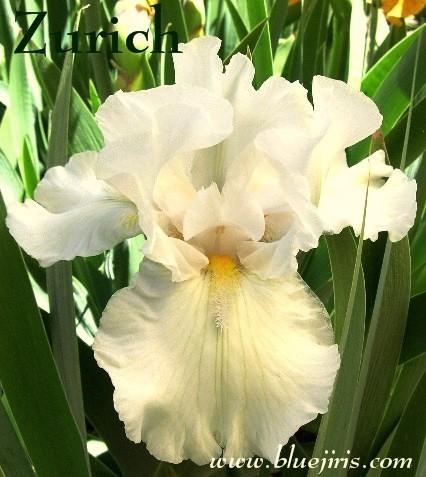 Photo of Tall Bearded Iris (Iris 'Zurich') uploaded by Calif_Sue