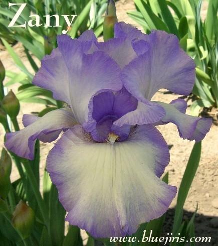 Photo of Tall Bearded Iris (Iris 'Zany') uploaded by Calif_Sue