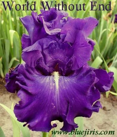 Photo of Tall Bearded Iris (Iris 'World Without End') uploaded by Calif_Sue
