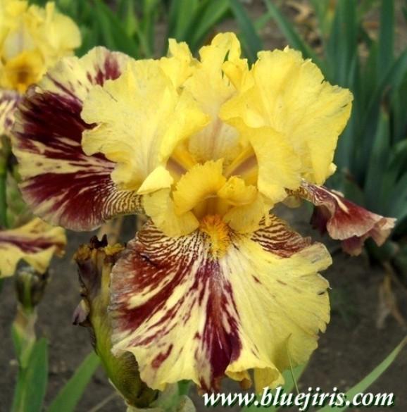 Photo of Tall Bearded Iris (Iris 'Ziggy') uploaded by Calif_Sue