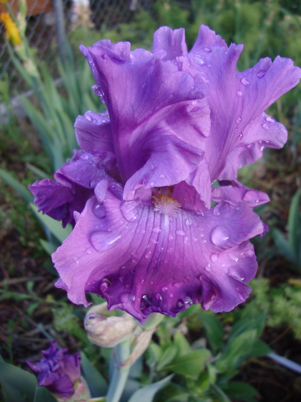Photo of Tall Bearded Iris (Iris 'Rhinelander') uploaded by Paul2032