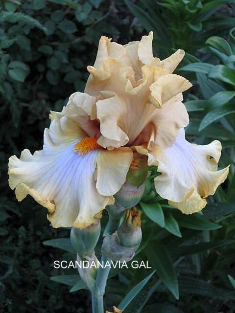 Photo of Tall Bearded Iris (Iris 'Scandinavian Gal') uploaded by ge1836