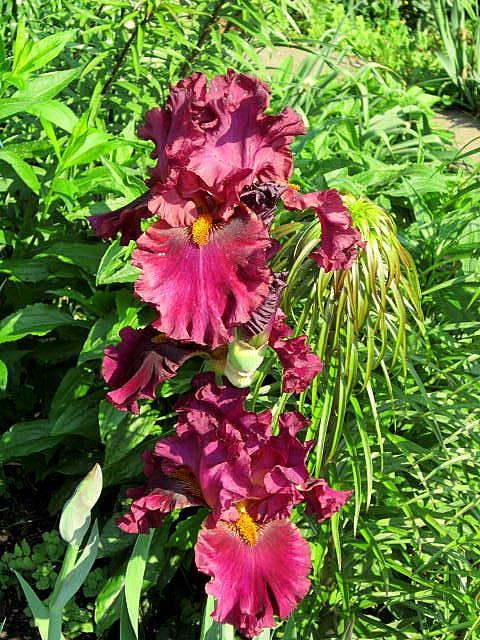 Photo of Tall Bearded Iris (Iris 'Name Game') uploaded by ge1836