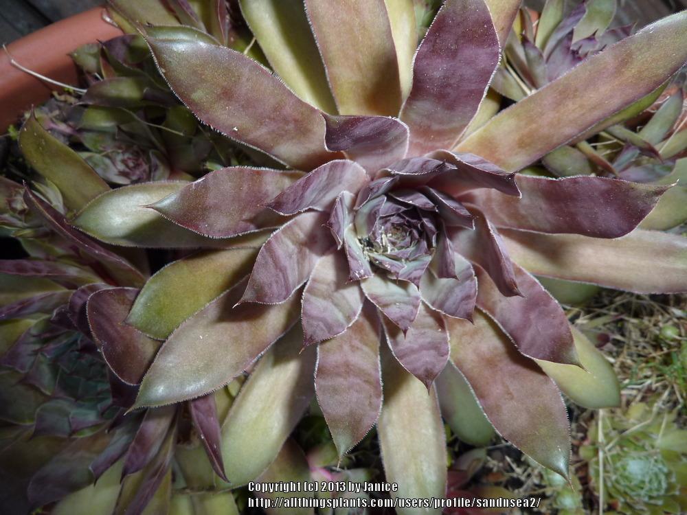 Photo of Hen and Chicks (Sempervivum 'Dolo') uploaded by sandnsea2