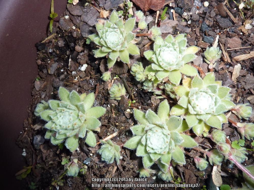 Photo of Hen and Chicks (Sempervivum 'Rosa Madchen') uploaded by sandnsea2