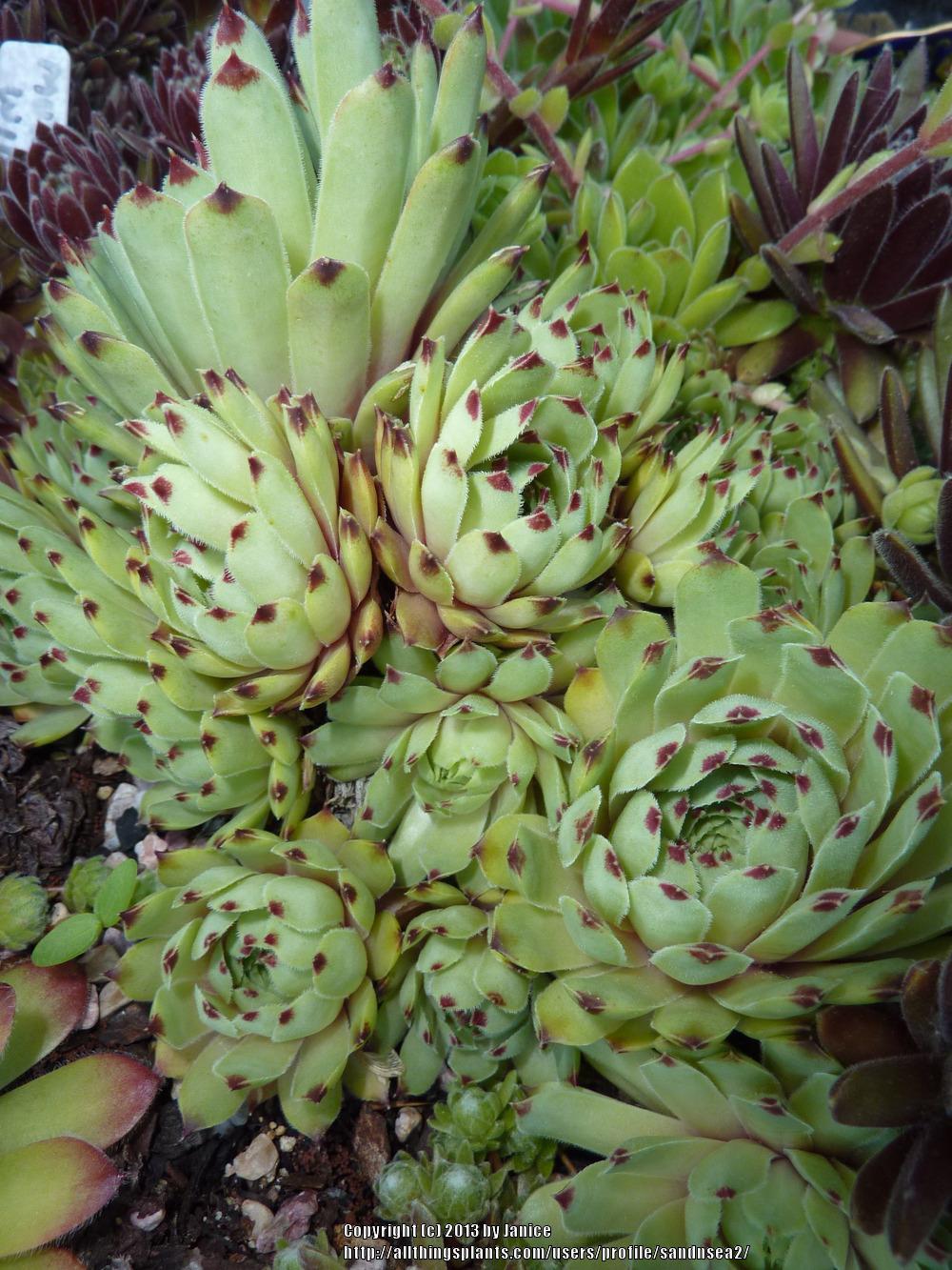 Photo of Hen and Chicks (Sempervivum calcareum 'Pink Pearl') uploaded by sandnsea2