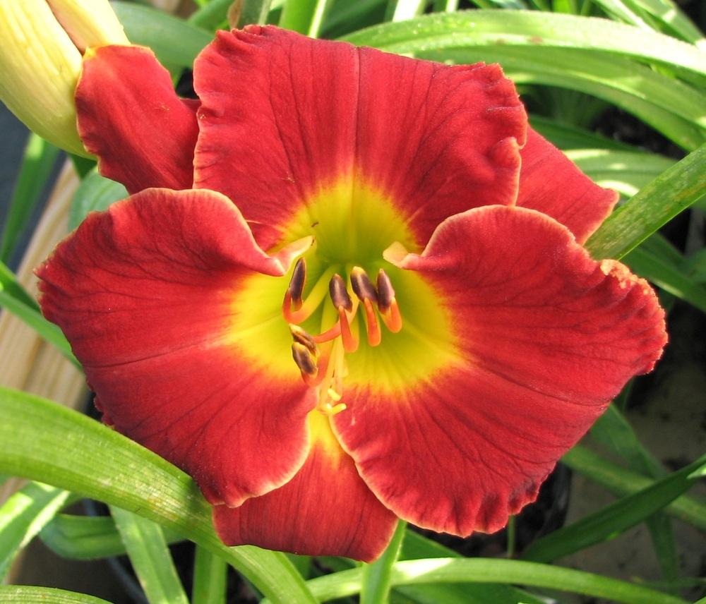 Photo of Daylily (Hemerocallis 'Peter Fernyhough') uploaded by tink3472