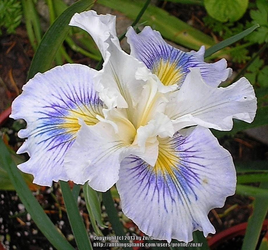 Photo of Pacific Coast Iris (Iris 'Lash') uploaded by zuzu