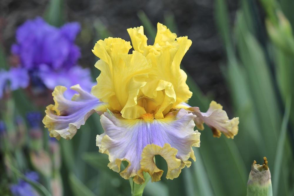 Photo of Tall Bearded Iris (Iris 'Catwalk Queen') uploaded by ARUBA1334