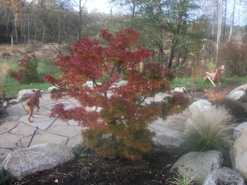 Photo of Japanese Maple (Acer palmatum 'Mikawa Yatsubusa') uploaded by Bonehead