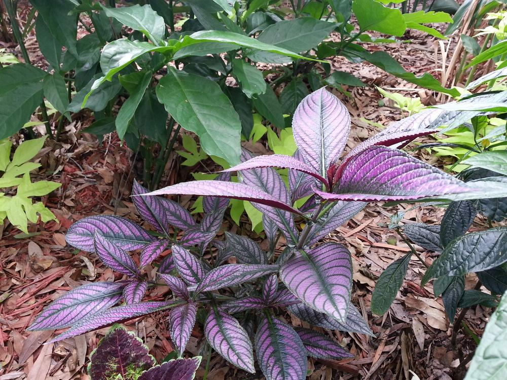 Photo of Persian Shield (Strobilanthes auriculatus var. dyeriana) uploaded by Foreverlad