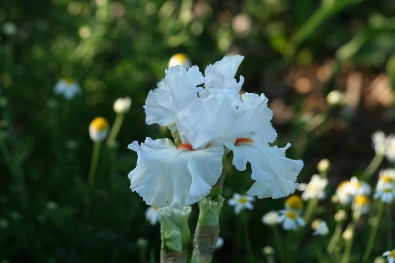 Photo of Tall Bearded Iris (Iris 'Nordica') uploaded by JuliaNY