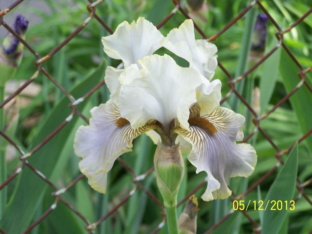 Photo of Tall Bearded Iris (Iris 'Green and Gifted') uploaded by Misawa77
