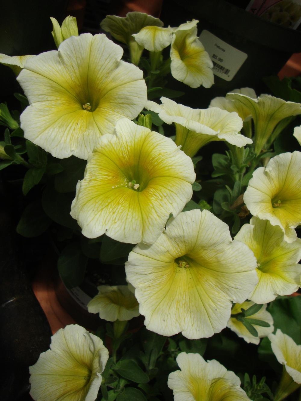 Photo of Multiflora Mounding Petunia (Petunia Potunia® Plus Yellow) uploaded by Paul2032
