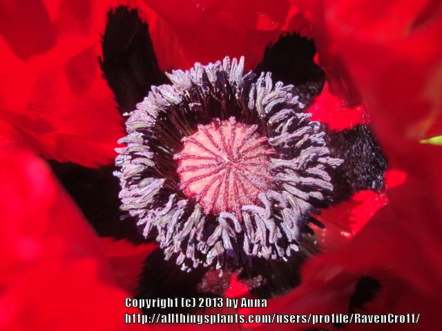 Photo of Oriental Poppy (Papaver orientale 'Beauty of Livermere') uploaded by RavenCroft